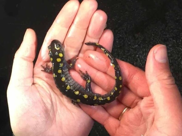 Wildlife crossings save animals’ lives, but at what cost to Vermonters?