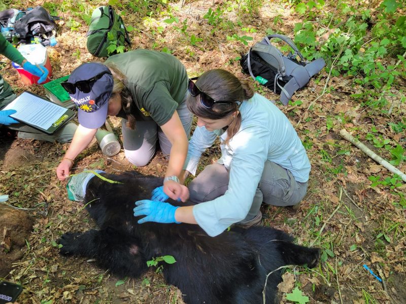 Two people and a black bear in the woods.