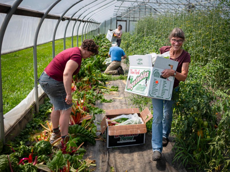 Three people harvest vegetables in a greenhouse; one woman carries a box labeled “Fresh Vegetables” and others sort produce into boxes among rows of leafy greens and tomatoes.