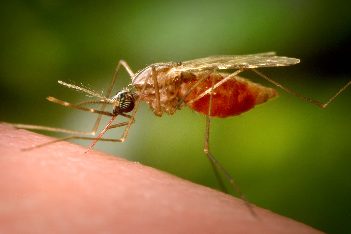A close-up of a mosquito with a red abdomen, feeding on human skin against a blurred green background.