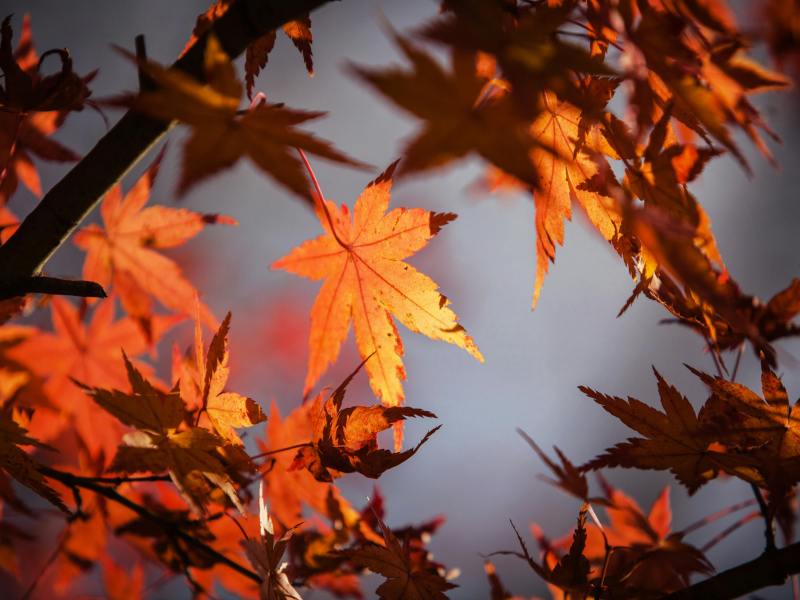 Vivid red maple leaves highlighted by sunlight against a soft grey background.