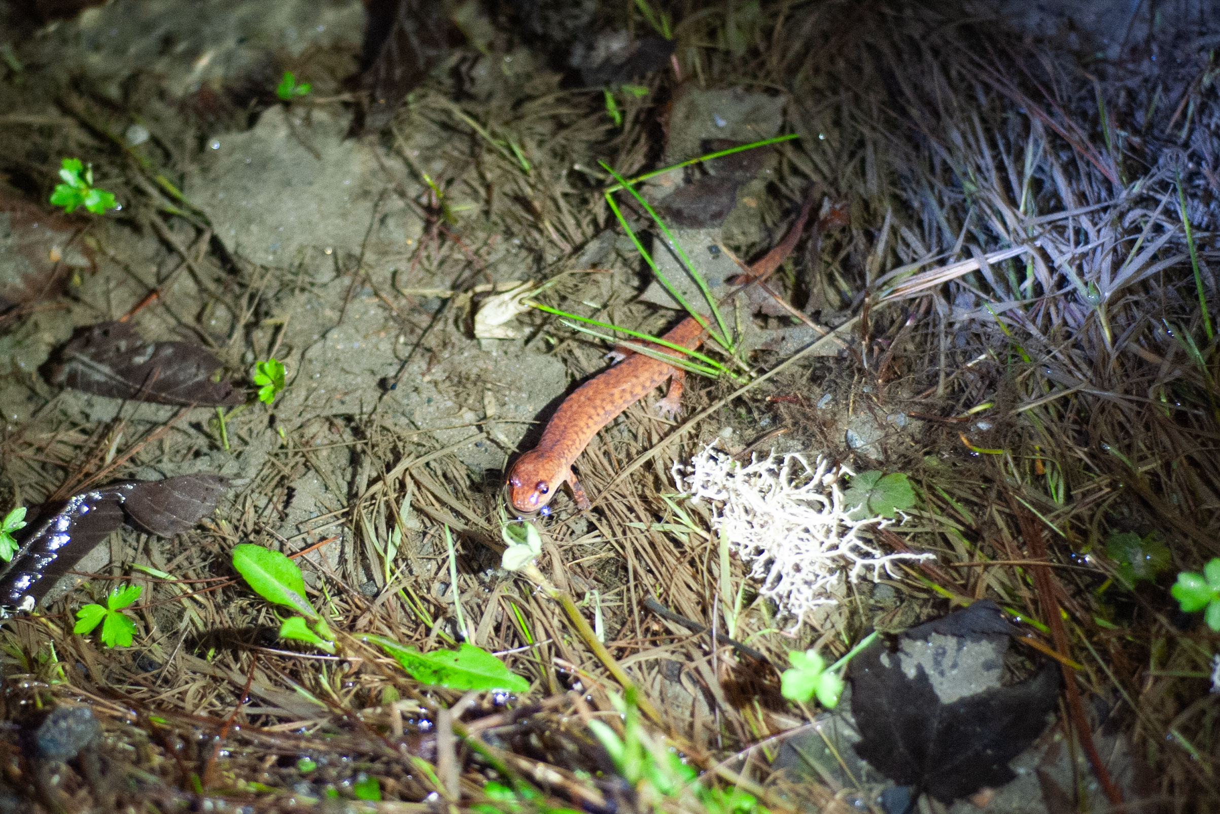 A small orange colored lizard-like amphibian in water.