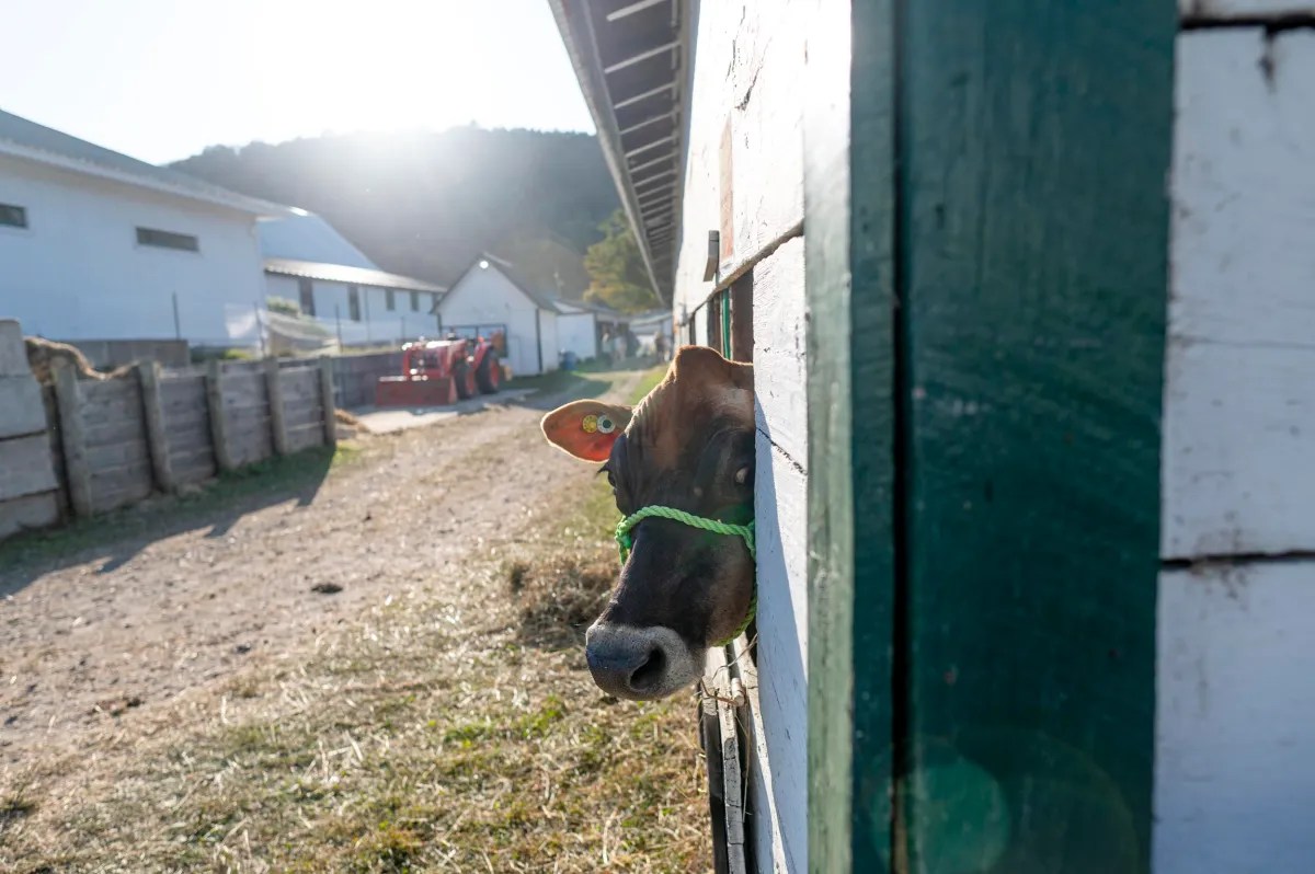 A cow with a green halter looks out from a gap in a wooden barn wall on a sunny day at a farm with other barns in the background.