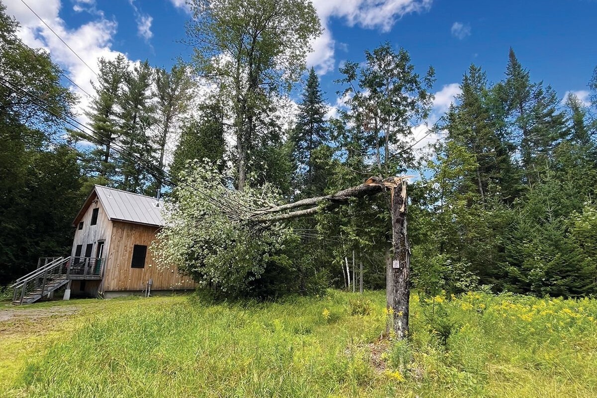 A tree partially broken and leaning on a utility pole near a wooden house surrounded by dense greenery and a clear blue sky.