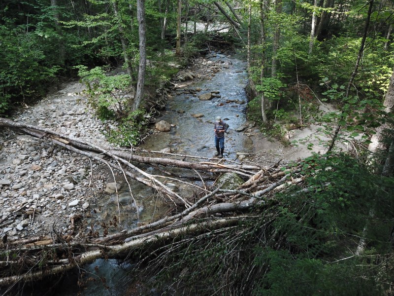 A person stands on rocks beside a shallow stream in a forest, surrounded by fallen trees and dense green foliage.
