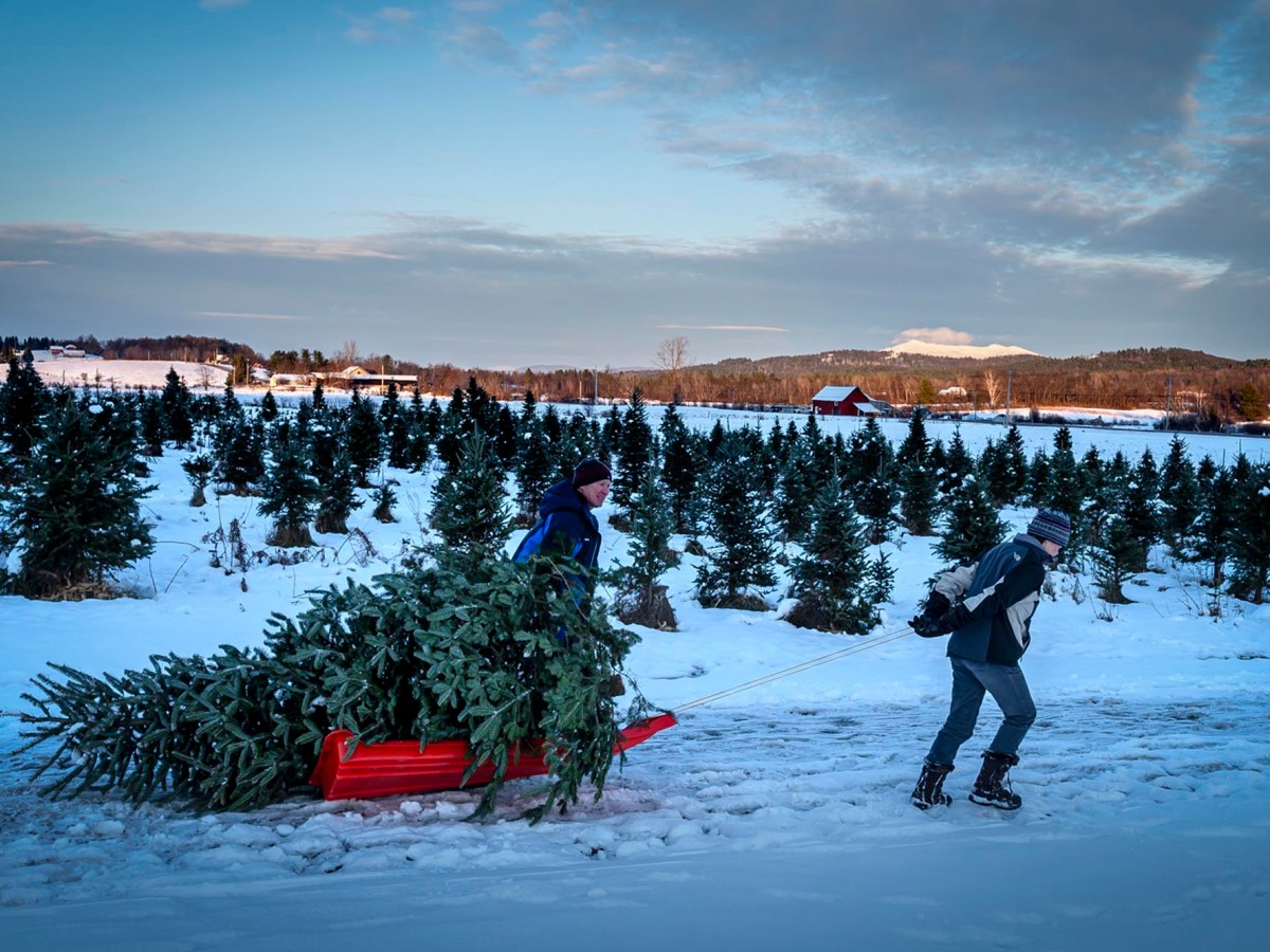Christmas tree farms prep in the offseason to make holiday magic 